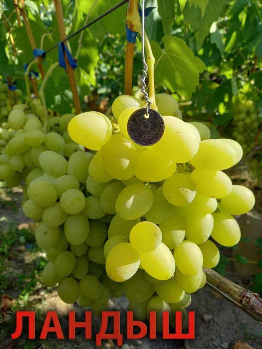 Корнесобственные саженцы винограда