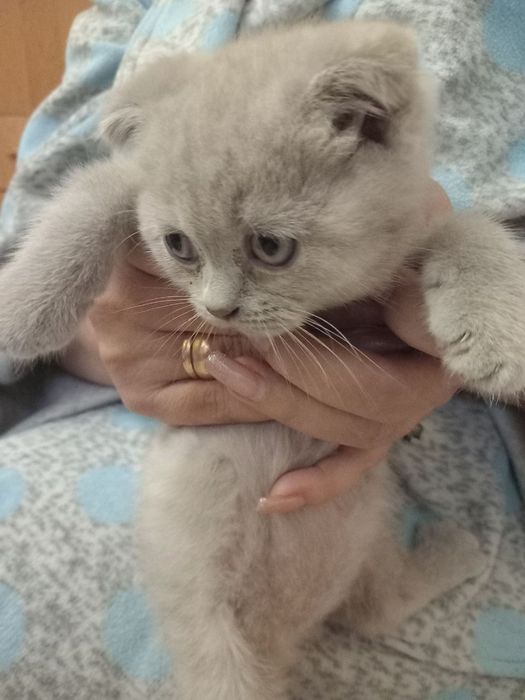 Шотландские котята