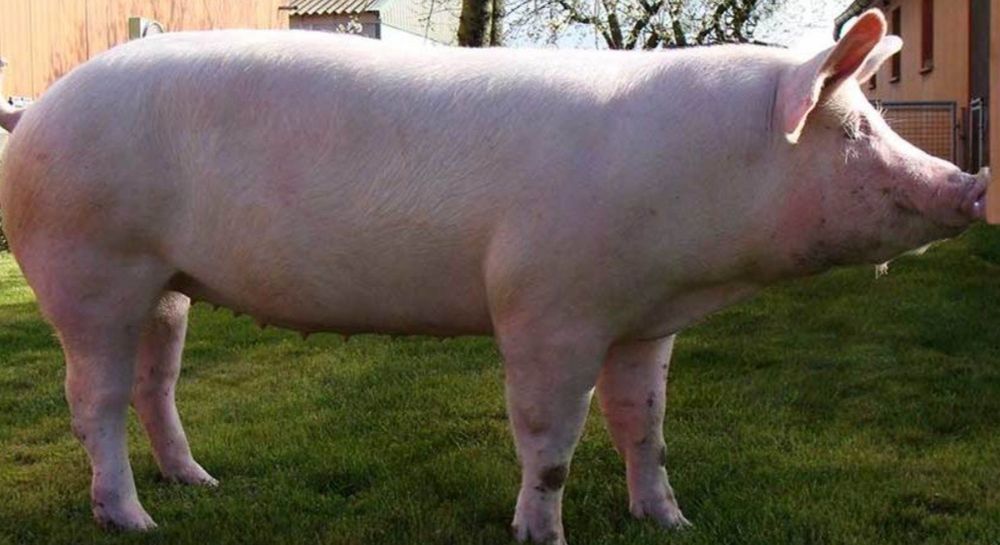 Продаю свиней живою вагою ,тушками півтушками, четвертинами