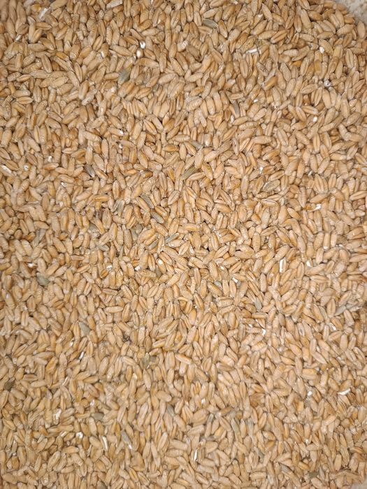 Pszenżyto ozime tegoroczne