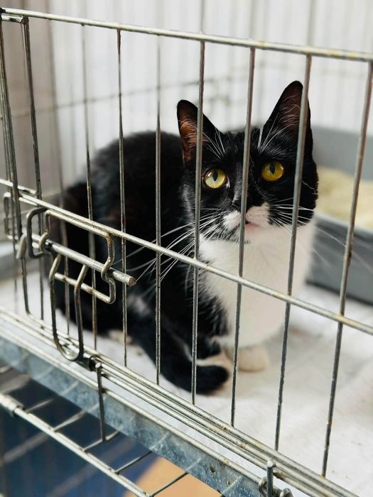 Delikatna koteczka do pilnej adopcji