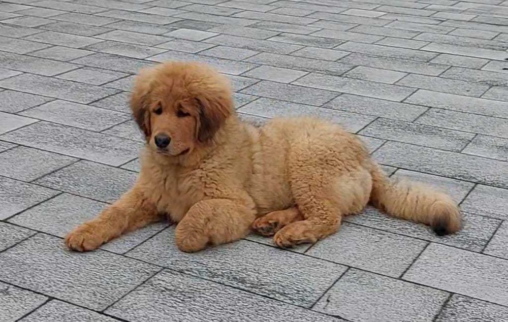 Owczarek Mongolski Benkhar nie Mastif