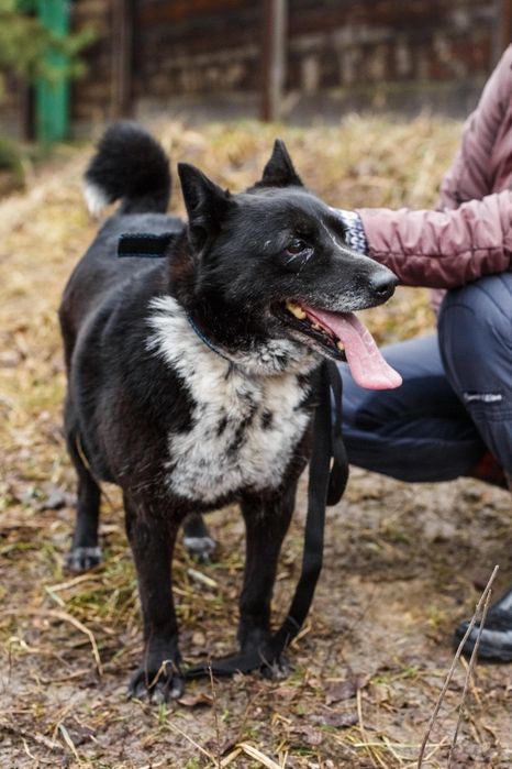 Метис лайки шукає гідний дім