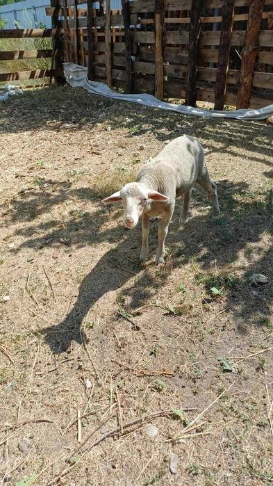 Баранчик молочної породи Лакон