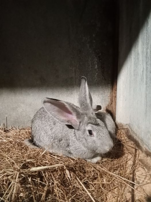 Coelhos caseiros etc