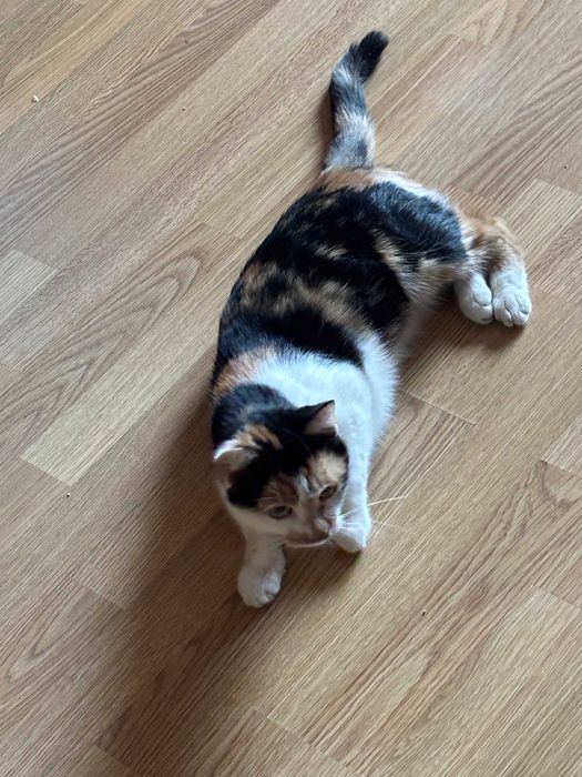 Знайшлася триколірна киця