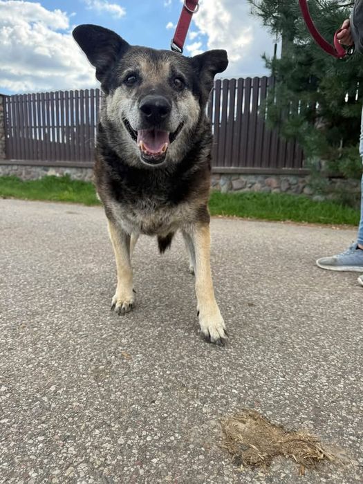 Kochana usia do adopcji
