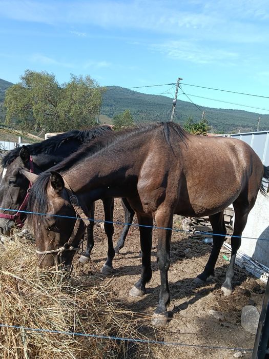 Potro filho pais lusitanos 2 anos