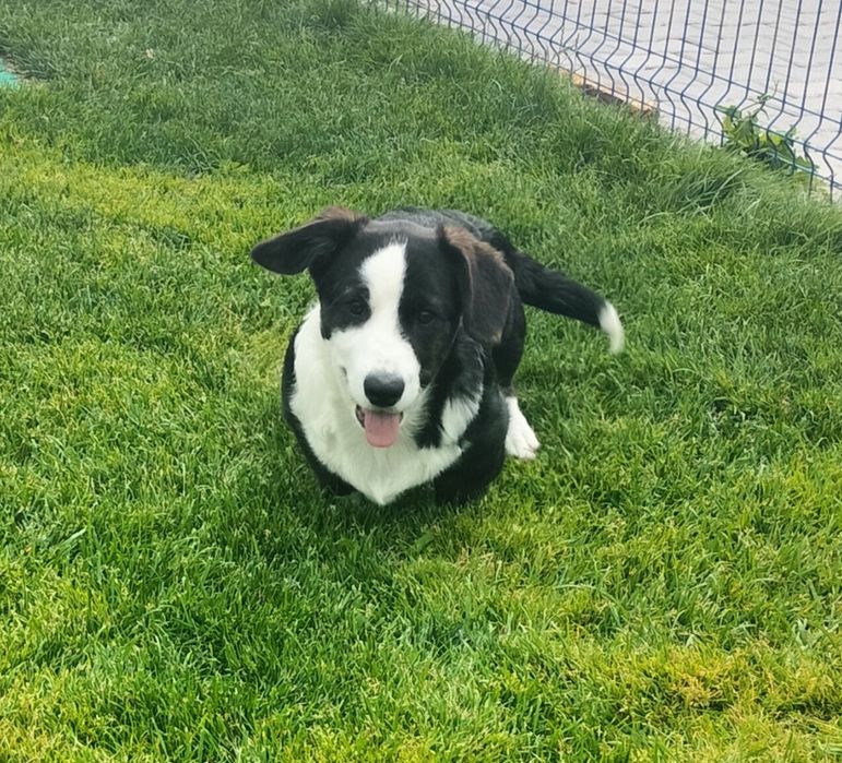Welsh Corgi Cardigan FCI