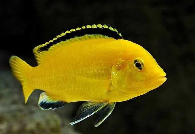 Ryby pielęgnice pyszczaki Labidochromis Yellow. Cetarius
