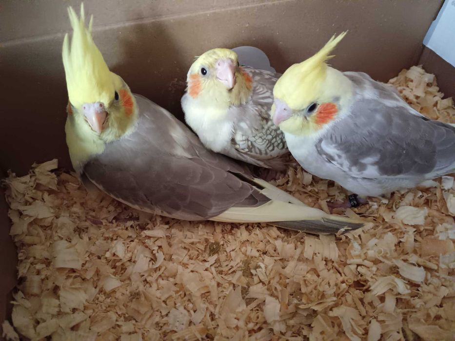 Vendo caturra macho  criada a mão