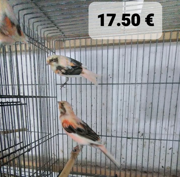 Canários muito bonitos