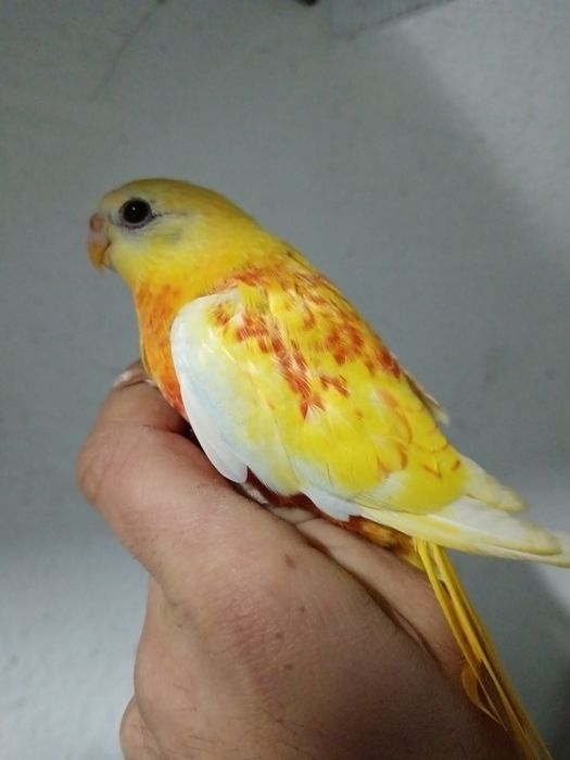 Ring neck Turquoisene  caturra  piriquitos domésticados