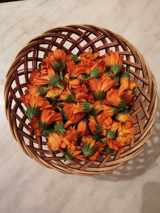 Гербарий, сушеные растения, цветы, травы, ягоды