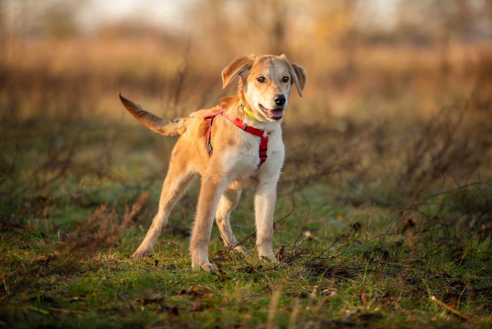 Wafel - biszkoptowy SZCZENIAK szuka domu!