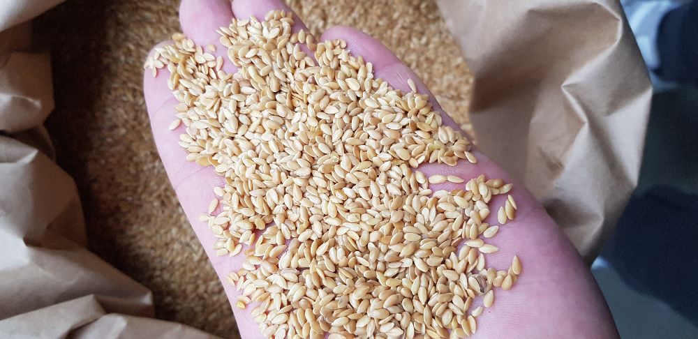 Siemię Lniane Złote Czystość 99,9% (Len złoty) Bardzo dobry na Olej