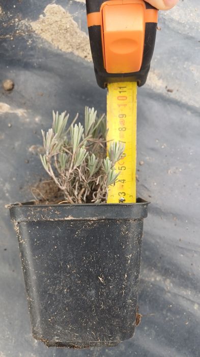 Lawenda wąskolistna