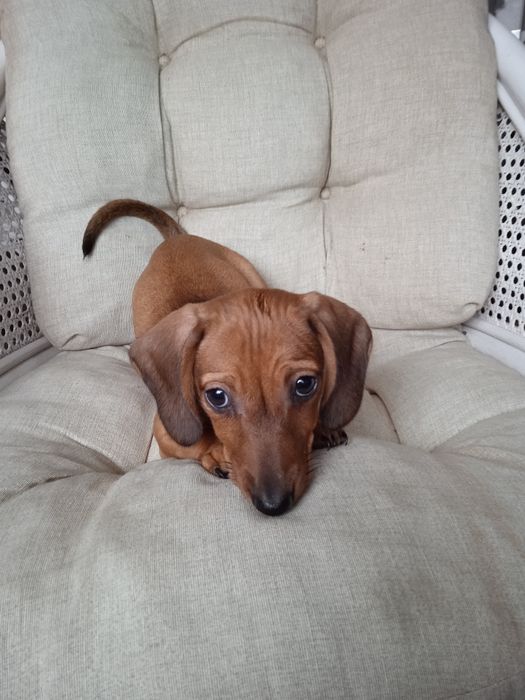 Jamnik krótkowłosy