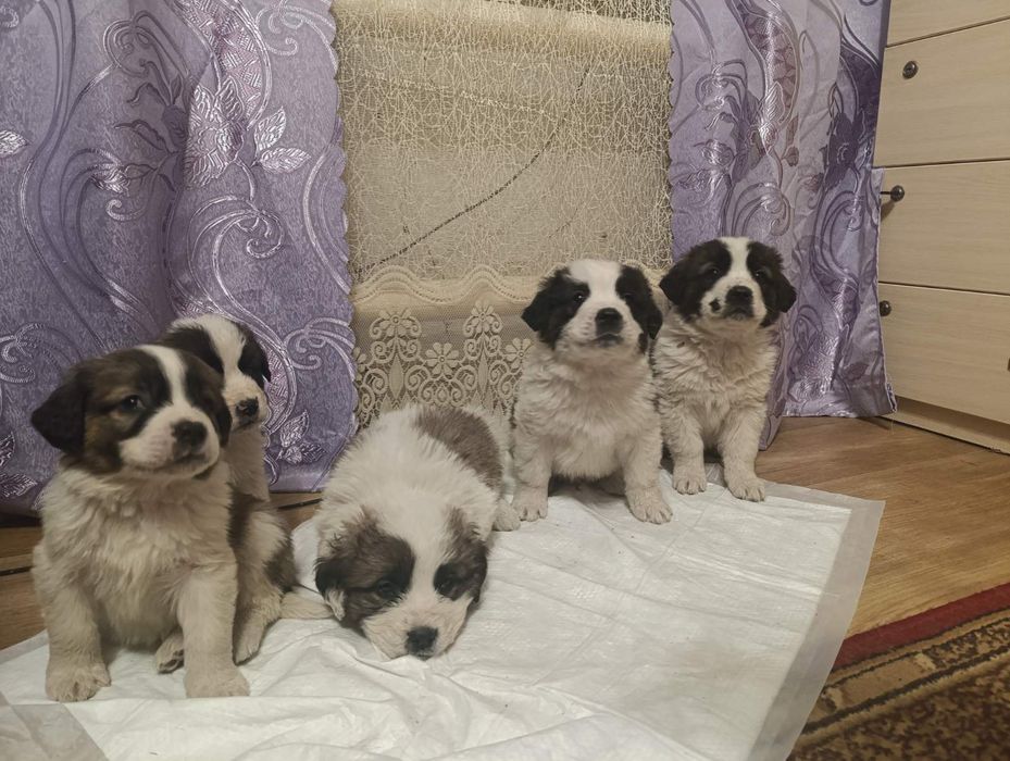 Щеночки московський стороживой