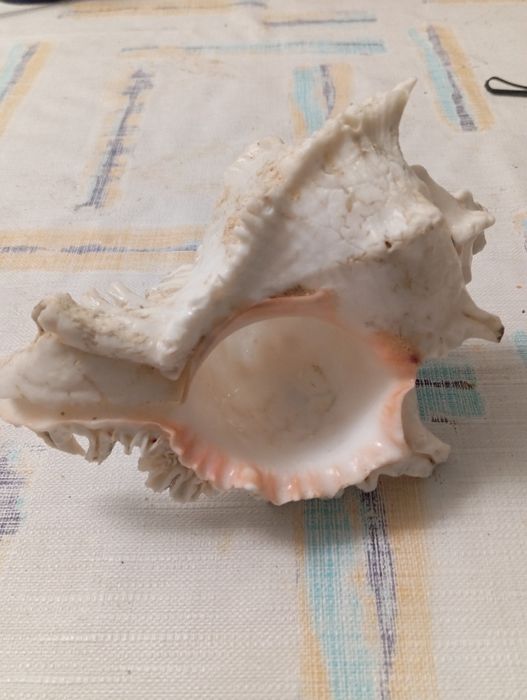 Duża muszla rozkolca (Murex ramosus, Chicoreus ramosus)