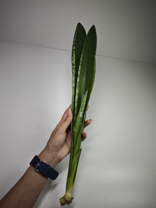 Sansevieria Banded Nelsoni