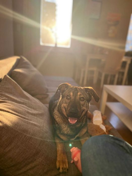 Pies do adopcji- samiec Kenai