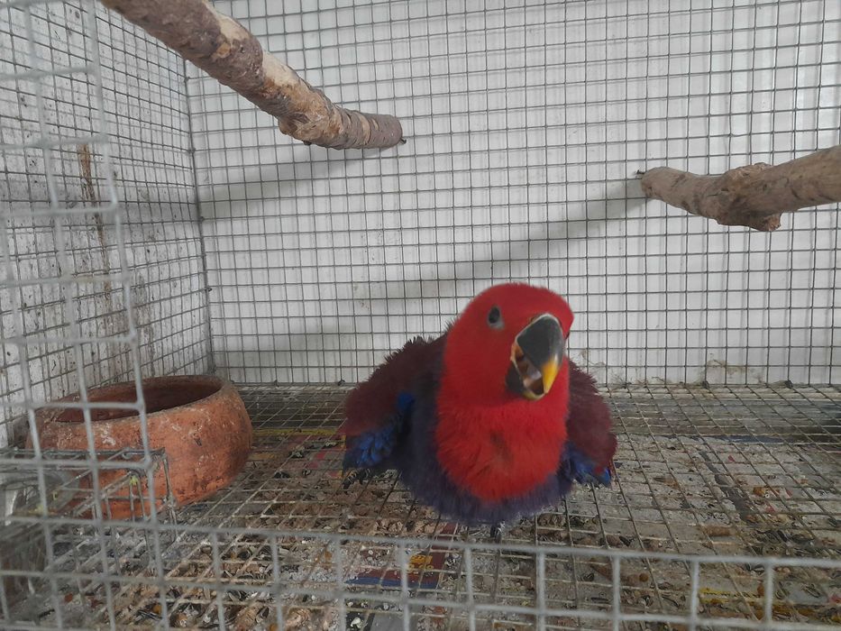Papagaia Eclectus roratus Fêmea 2026