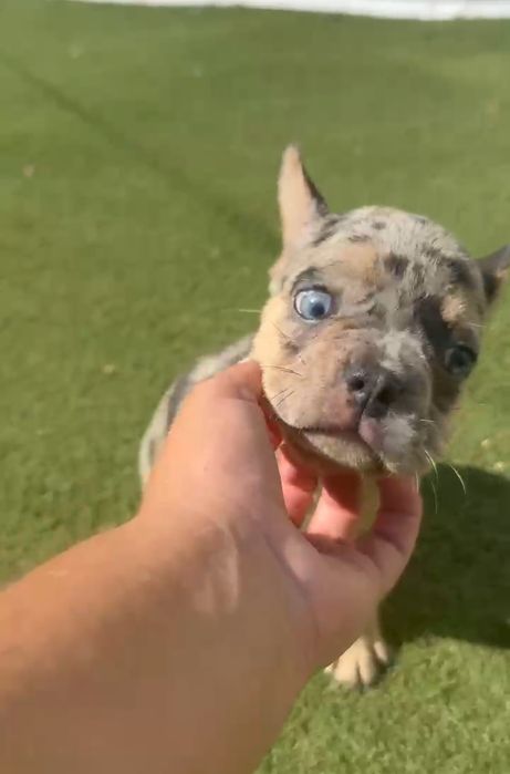 Menina bulldog frances merle tan olhos azuis