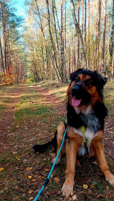 Oddam za darmo Owczarek Niemiecki