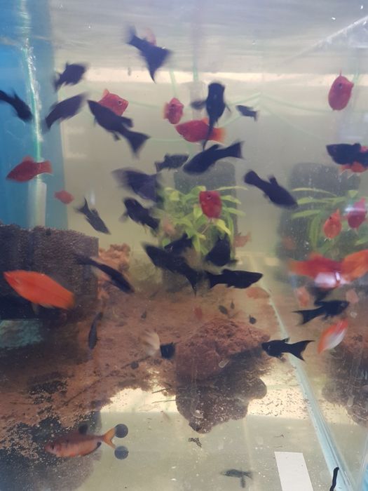 Molinezja księżycowa