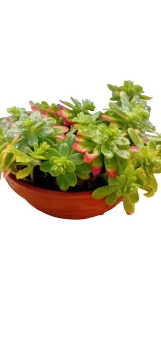 Suculenta em vaso de barro