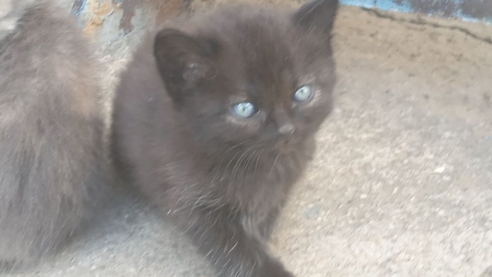 Котята бесплатно