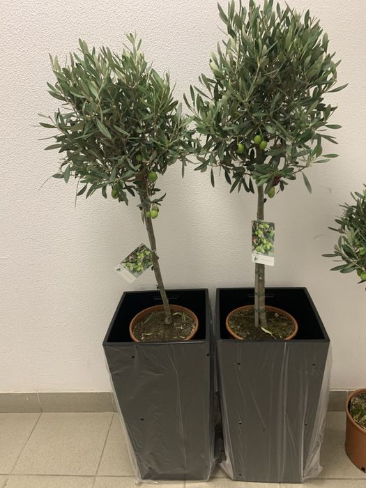 Оливкове дерево вис 1 , 40