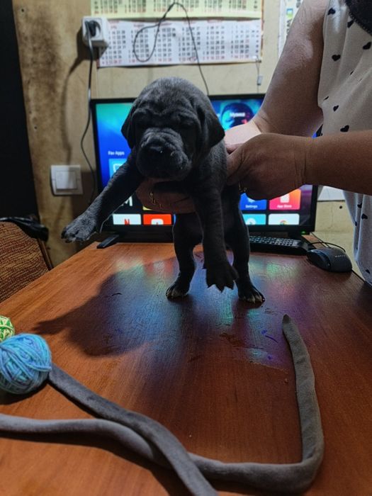 Відкрит продаж щенят Кане Корсо!!!