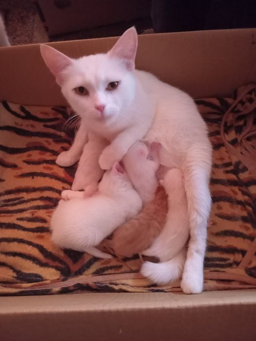 Продам котят рыжих и белых.