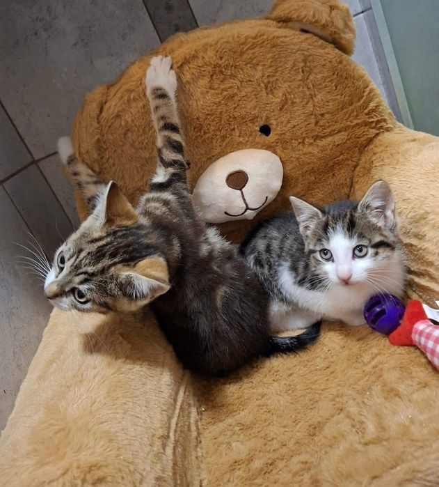 7 małych kotków do adopcji