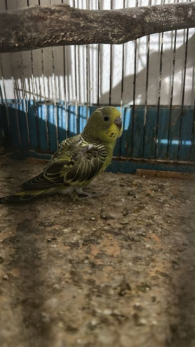 Periquitos australianos