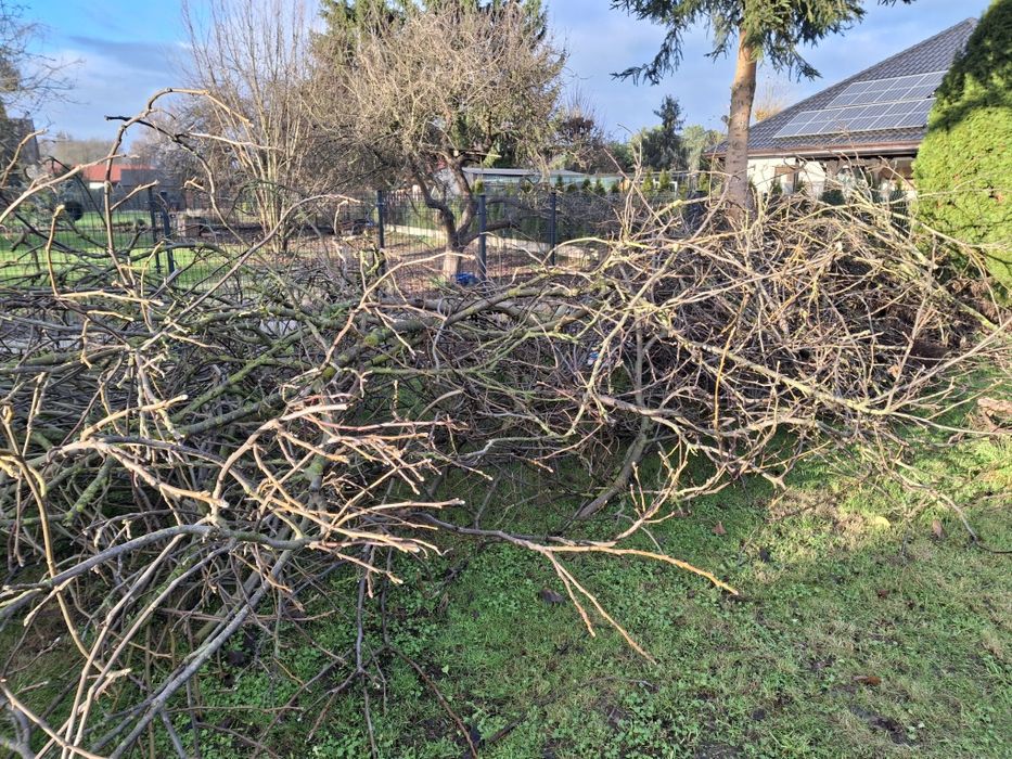 Gałęzie z orzecha włoskiego oddam