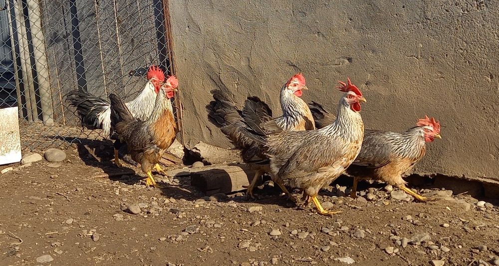 Продаж Інкубаційних яєць породистих курей