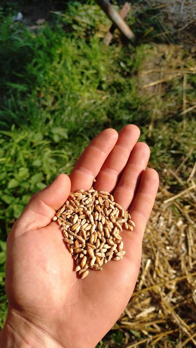 Pszenica, pszenżyto, owies