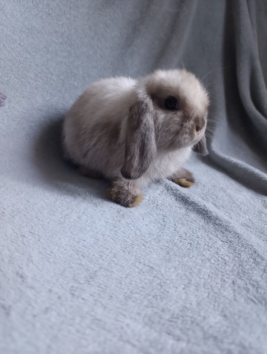 Króliki mini lop - samiczka seal point rezerwacja
