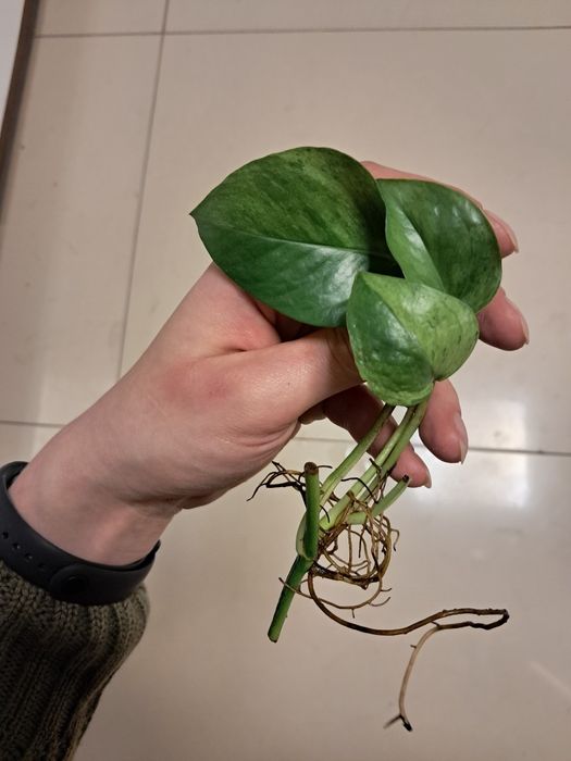 Epipremnum jessenia wstepnie ukorzenione