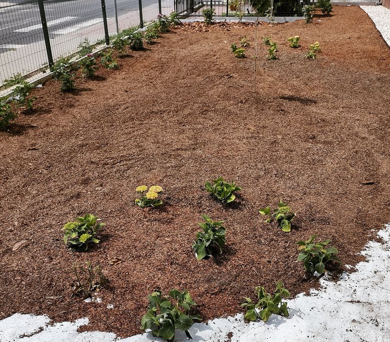 Kora Sosnowa  Ogrodowa