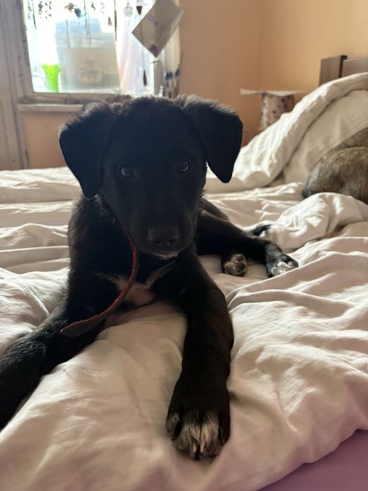 ВІДДАЮ собачку в добрі руки!!!