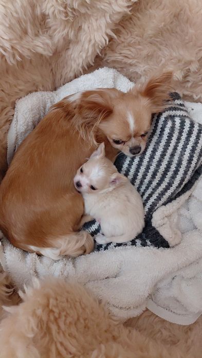 Продається чіхуахуа дівчинка міні,10.000