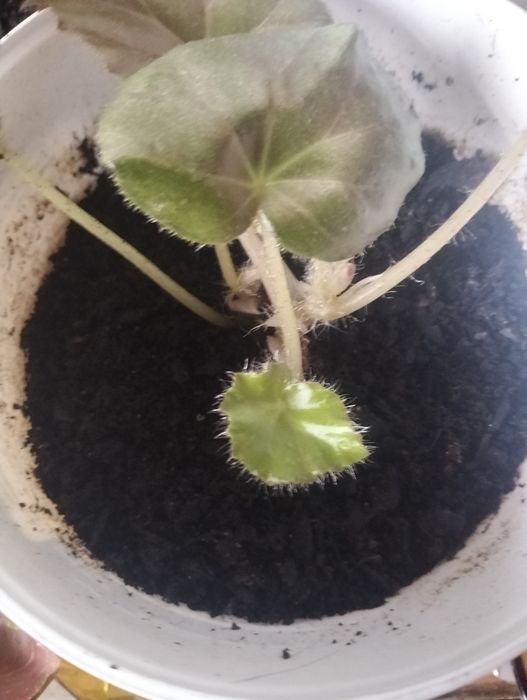 Pequena planta begónia