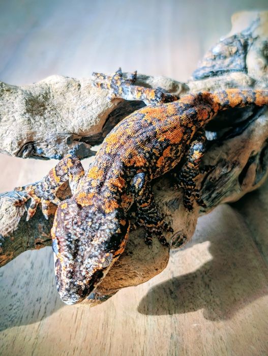 Gekon nie orzęsiony z Nowej Kaledonii