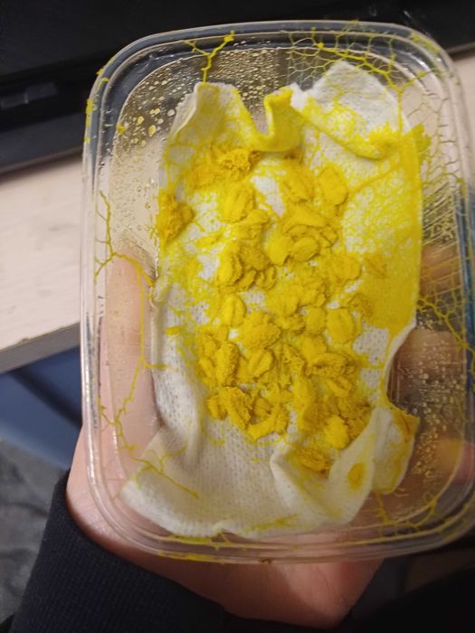 Physarum polycephalum, Badhamia polycephala - śluzowiec Day Walker