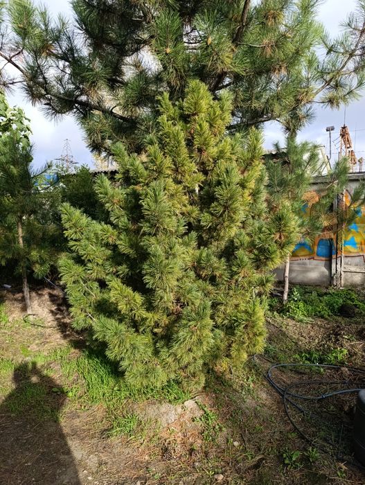 Сосна кедровая сибирская