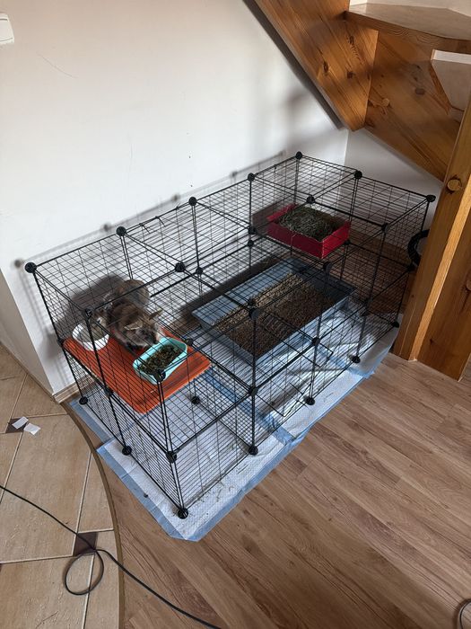 Króliki miniaturka parka rasa Lew